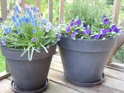 Spring Pots